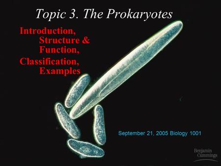 Topic 3. The Prokaryotes Introduction, Structure & Function, Classification, Examples September 21, 2005 Biology 1001.