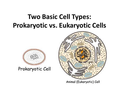 Two Basic Cell Types: Prokaryotic vs. Eukaryotic Cells.