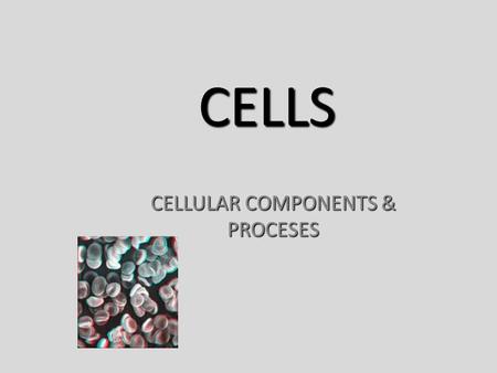 CELLS CELLULAR COMPONENTS & PROCESES. CELL THEORY 1.All living things are composed of cells. 2.The cell is the basic unit of structure and function in.