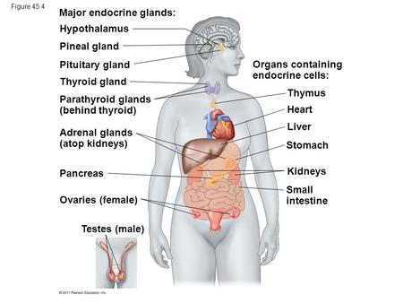 Major endocrine glands: