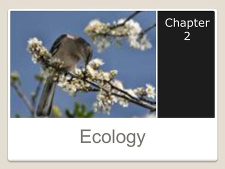 Ecology Chapter 2. What is Ecology? Ecology is the study of interactions that take place between organisms and their environment. Ex. Bird on a tree limb.