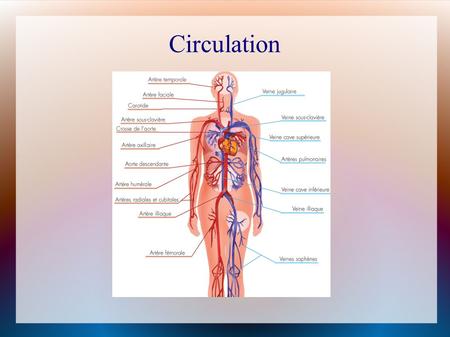 Circulation. The circulatory system acts as a transportation network for our cells and tissues It supplies nutrients and removes wastes It is 96000 km.