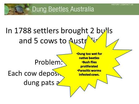 In 1788 settlers brought 2 bulls and 5 cows to Australia Problem: Each cow deposited 10-20 dung pats a day.