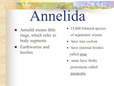 Annelida Annelid means little rings, which refer to body segments Earthworms and leeches  15,000 bilateral species of segmented worms  have true.