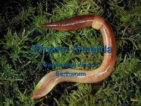 Segmented Worms Earthworm