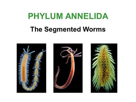 PHYLUM ANNELIDA The Segmented Worms