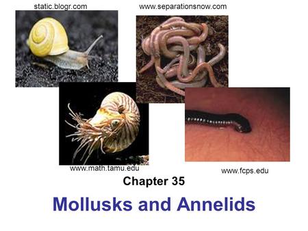 Chapter 35 Mollusks and Annelids www.separationsnow.com www.math.tamu.edu static.blogr.com www.fcps.edu.