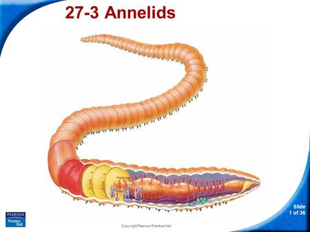 Phylum platyhelminthes nematoda és annelida -