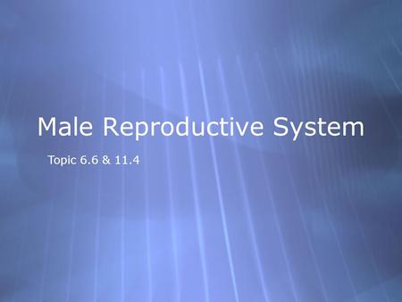 Topic 6.6 & 11.4 Male Reproductive System. Further functions  Urethra: tube from ejaculatory duct through penis that carries semen and urine (but.