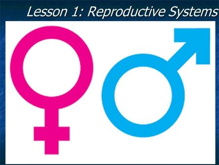 Lesson 1: Reproductive Systems. Male reproductive system.