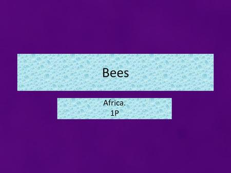 Bees Africa. 1P. This is a life cycle of a bee First comes the egg and then after the egg the egg hatches to a larvae. Then the larvae sleeps inside of.