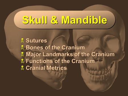 Slide 1 Skull & Mandible  Sutures  Bones of the Cranium  Major Landmarks of the Cranium  Functions of the Cranium  Cranial Metrics  Sutures  Bones.