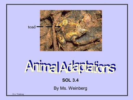 © A. Weinberg SOL 3.4 By Ms. Weinberg toad. © A. Weinberg Have you ever wondered how animals are able to survive in the wild? Animals have certain adaptations.