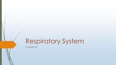 Respiratory System Chapter 23. Superficial To Deep  Nose  Produces mucus; filters, warms and moistens incoming air.