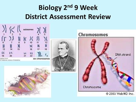 Biology 2 nd 9 Week District Assessment Review Gregor Mendel.