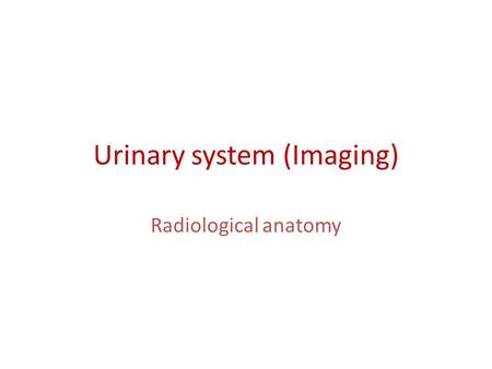 Urinary system (Imaging)