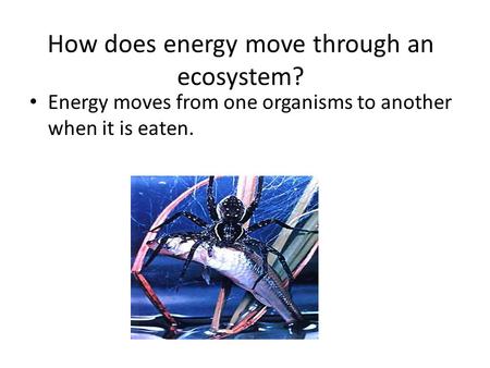 How does energy move through an ecosystem? Energy moves from one organisms to another when it is eaten.