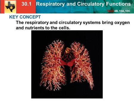 30.1 Respiratory and Circulatory Functions TEKS 4B, 10A, 10C KEY CONCEPT The respiratory and circulatory systems bring oxygen and nutrients to the cells.