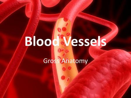 Blood Vessels Gross Anatomy.