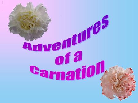 To change the colour of a carnation we need water, red food colouring and a white carnation. Mix a few drops of red food colouring with the water. Put.