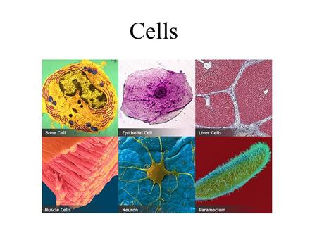 Cells. Objectives List scientists who contributed to the cell theory List the components of the cell theory Compare prokaryote and eukaryote cells Label.