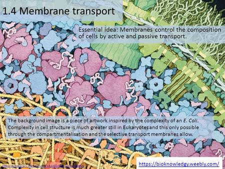1.4 Membrane transport Essential idea: Membranes control the composition of cells by active and passive transport. The background image is a piece of artwork.