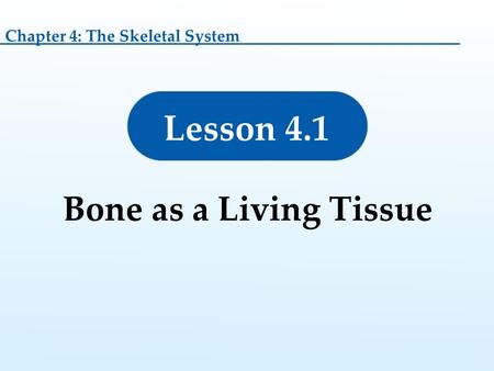 Chapter 4: The Skeletal System