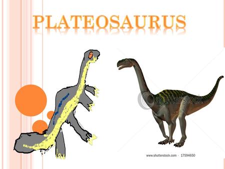 The dinosaur I am studying is called the Plateosaurus. It’s name means flat lizard. The Plateosaurus was a big dinosaur because it was 8 metres long.