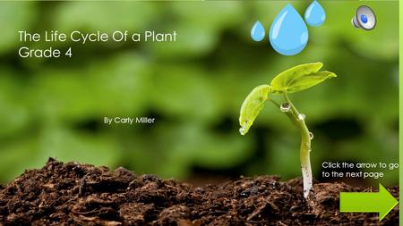 The Life Cycle Of a Plant Grade 4 By Carly Miller Click the arrow to go to the next page.
