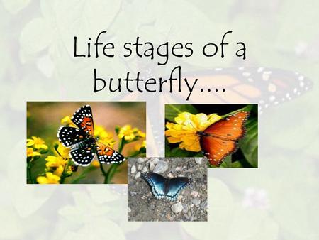 Life stages of a butterfly..... Butterfly has 4 stages of life cycle... Egg Larva Chrysalis Adult.