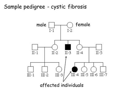 Sample pedigree - cystic fibrosis