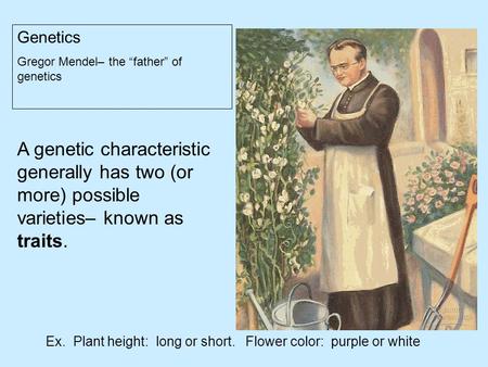 Genetics Gregor Mendel– the “father” of genetics A genetic characteristic generally has two (or more) possible varieties– known as traits. Ex. Plant height: