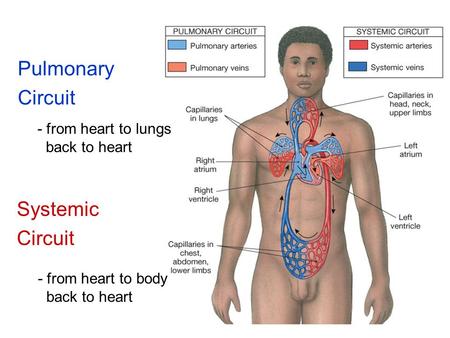 Pulmonary Circuit Systemic Circuit - from heart to lungs back to heart - from heart to body back to heart.