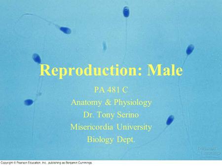 Reproduction: Male PA 481 C Anatomy & Physiology Dr. Tony Serino Misericordia University Biology Dept.