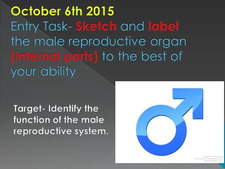 October 6th 2015 Entry Task- Sketch and label the male reproductive organ (internal parts) to the best of your ability Target- Identify the function of.