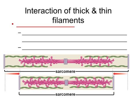 Interaction of thick & thin filaments __________________ –_____________________________________ _____________________________________ –_____________________________________.