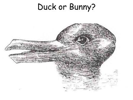 Duck or Bunny?.