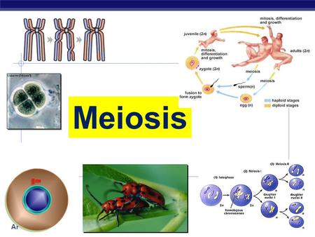 AP Biology 2007-2008 Meiosis AP Biology Cell Division / MITOSIS  Mitosis produce cells with same information  exact copies  clones Aaaargh! I ’ m.