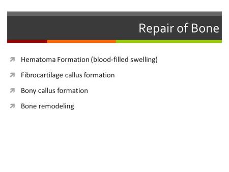 Repair of Bone  Hematoma Formation (blood-filled swelling)  Fibrocartilage callus formation  Bony callus formation  Bone remodeling.