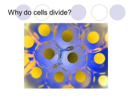 Why do cells divide?. QUIZ 1.Where does DNA synthesis occur ?(what organelle?) 2.What does Helicase do? DNA polymerase do? 3.What is the purpose of DNA.