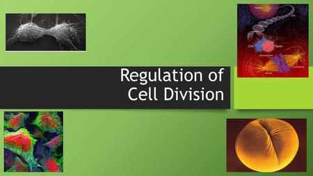 Regulation of Cell Division Coordination of cell division A multicellular organism needs to coordinate cell division across different tissues & organs.