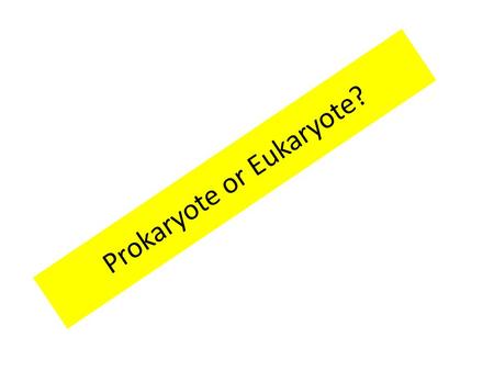 Prokaryote or Eukaryote?. The most numerous organism on the entire planet. There are more bacteria in your mouth than there are people living on Earth.