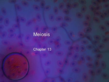 Meiosis Chapter 13. What you need to know! The role of meiosis and fertilization in sexually reproducing organisms The importance of homologous chromosomes.
