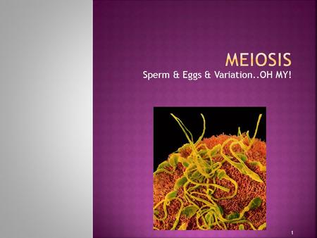 Sperm & Eggs & Variation..OH MY! 1.  What if a new individual was formed through mitosis? 2.