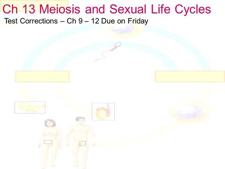 Ch 13 Meiosis and Sexual Life Cycles Test Corrections – Ch 9 – 12 Due on Friday.