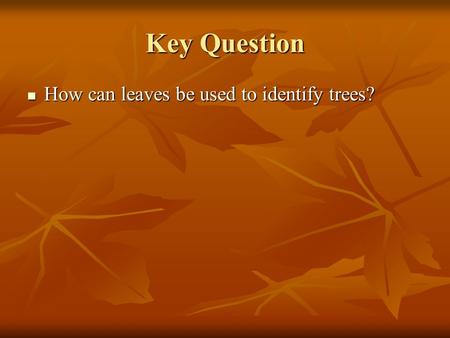 Key Question How can leaves be used to identify trees? How can leaves be used to identify trees?