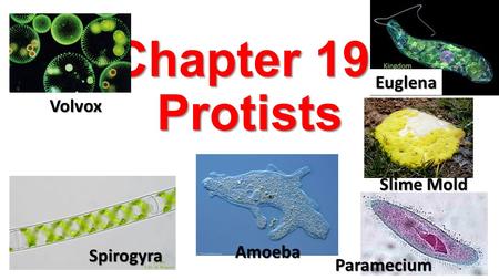 Chapter 19: Protists Euglena Volvox Slime Mold Amoeba Spirogyra