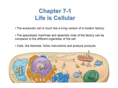 Chapter 7-1 Life is Cellular The eukaryotic cell is much like a living version of a modern factory. The specialized machines and assembly lines of the.