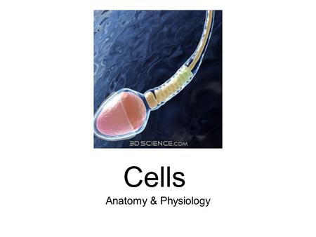 Cells Anatomy & Physiology.
