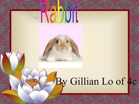 By Gillian Lo of 4c. About the rabbit 1 Babies 2 Body 3 Movement 4 Rabbit life cycle 5 What do rabbit eat 6 Where do rabbit live 7 References 8 My Feeling.